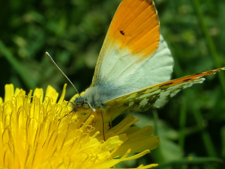 Anthocharis cardamines 2019-04-20 1571.JPG