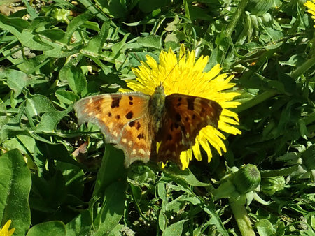 Polygonia c-album 2019-04-20 1572.JPG