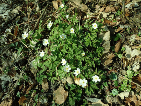 00 Anemone nemorosa 2019-04-04 8910.JPG