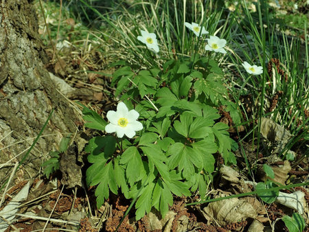 01 Anemone nemorosa 2019-04-04 8952.JPG