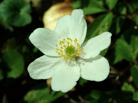 02 Anemone nemorosa 2019-04-04 8912.JPG