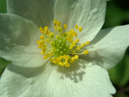 03 Anemone nemorosa 2019-04-04 8913.JPG