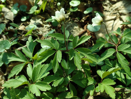 04 Anemone nemorosa 2019-04-04 8927.JPG