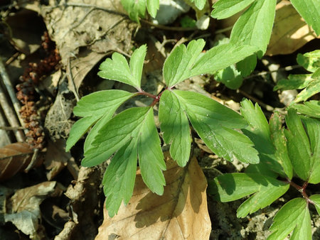 05 Anemone nemorosa 2019-04-04 8919.JPG