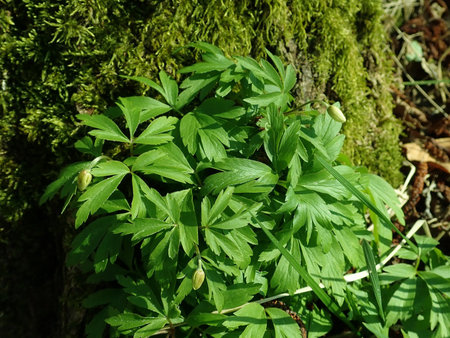 06 Anemone nemorosa 2019-04-04 8955.JPG