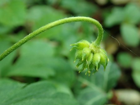 07 Anemone nemorosa 2019-04-20 1372.JPG