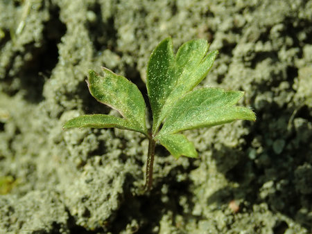 08 Anemone nemorosa 2019-04-20 1498.JPG