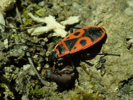 01 Pyrrhocoris apterus 2019-04-20 1707.JPG