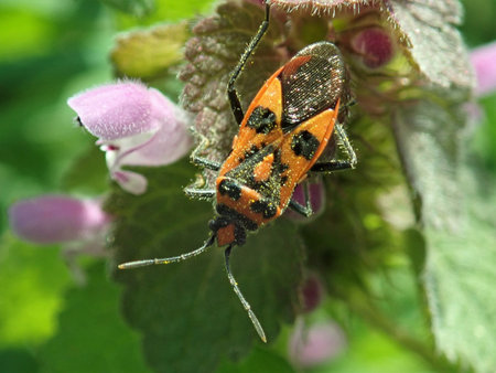 02 Corizus hyoscyami 2019-04-20 1540.JPG