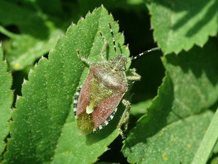 04 Dolycoris baccarum 2019-04-20 1508.JPG