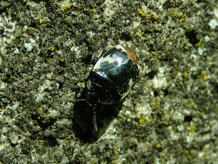 05 Tritomegas bicolor 2019-04-20 1524.JPG