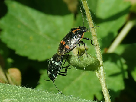 06 Eurydema oleracea 2019-04-20 1598.JPG