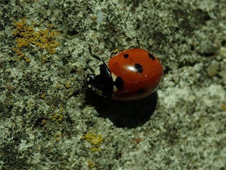 Coccinella semptempunctata 2019-04-20 1602.jpg