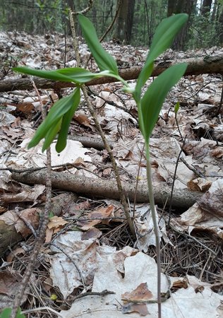 nr12_kokoryczka wonna 20190428.jpg