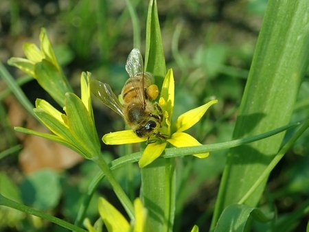 Gagea lutea 2019-04-04 8985.jpg