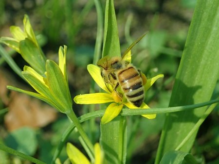 Gagea lutea 2019-04-04 8984.jpg