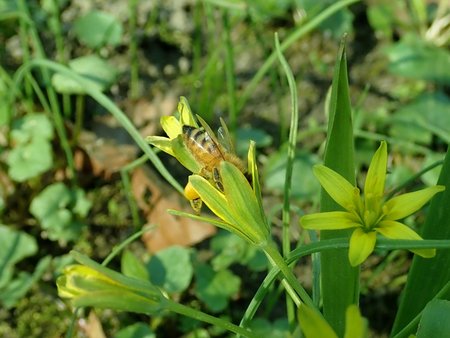 Gagea lutea 2019-04-04 8982.jpg