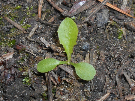 Taraxacum_officinale_2018-04-27_9452.jpg