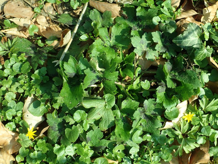 Ranunculus lanuginosus 2019-04-04 8934.JPG