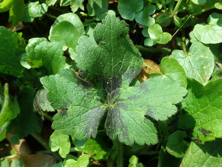 Ranunculus lanuginosus 2019-04-04 8936.JPG