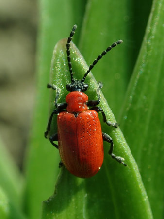 Lilioceris lilii 2019-04-30 2719.JPG