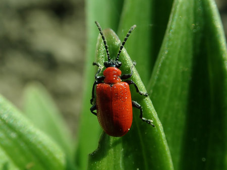 Lilioceris lilii 2019-04-30 2720.JPG