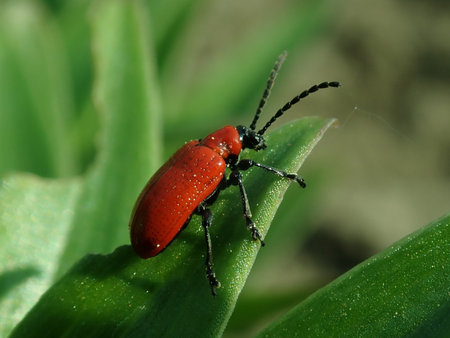 Lilioceris lilii 2019-04-30 2722.JPG