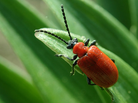 Lilioceris lilii 2019-04-30 2714.JPG