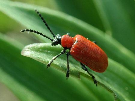 Lilioceris lilii 2019-04-30 2716.JPG