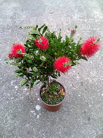 Kuflik cytrynowy -Callistemon citrinus.jpg