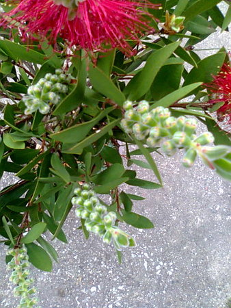 Kuflik cytrynowy -Callistemon citrinus pąki kwiatowe.jpg