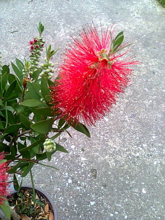 Kuflik cytrynowy -Callistemon citrinus-kwiat-'szczotka'.jpg