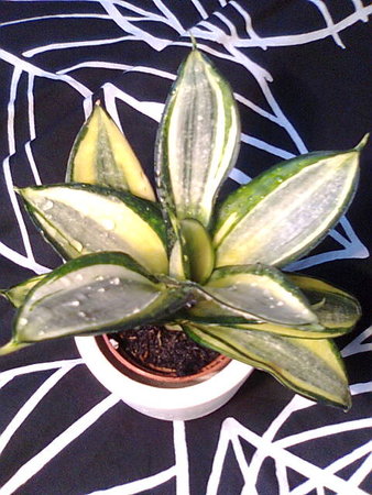 Sansevieria Golden Hahnii.jpg