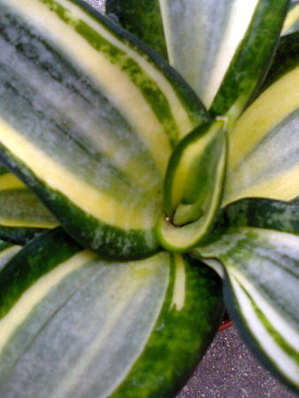 Sansevieria Golden Hahnii wnętrze.jpg