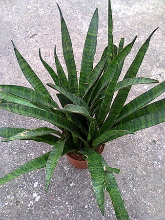 Sansevieria kirkii 'Friends.jpg