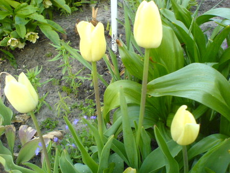 tulip.kremowy_spóźnialski.JPG