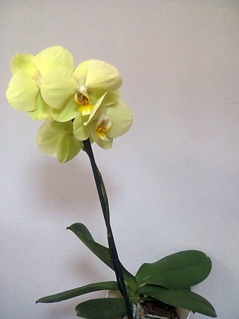 Phalaenopsis żółty.jpg