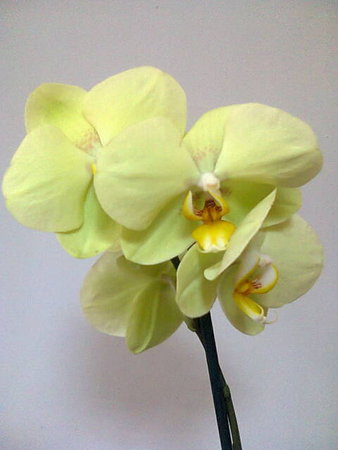 Phalaenopsis cytrynek.jpg