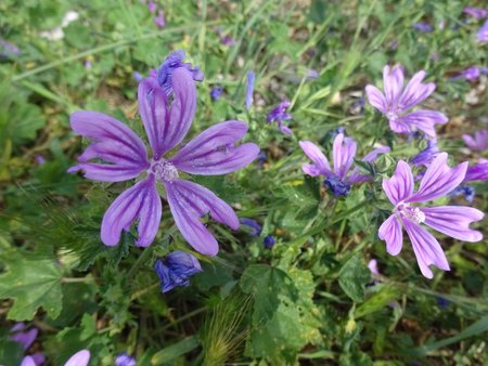 ślaz, malva sylvestris..JPG