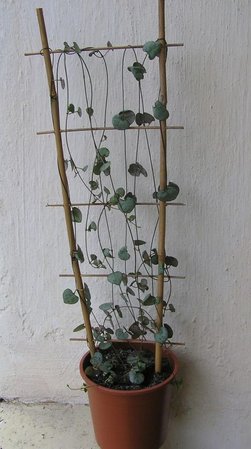 ceropegia woodii.jpeg