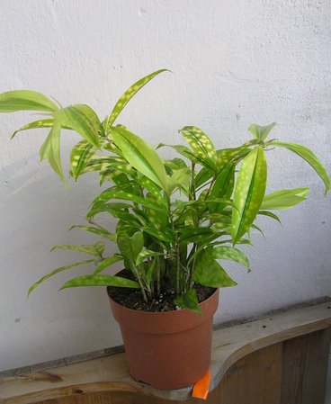 dracena surculosa godsaffiana pomarancz bok.jpeg