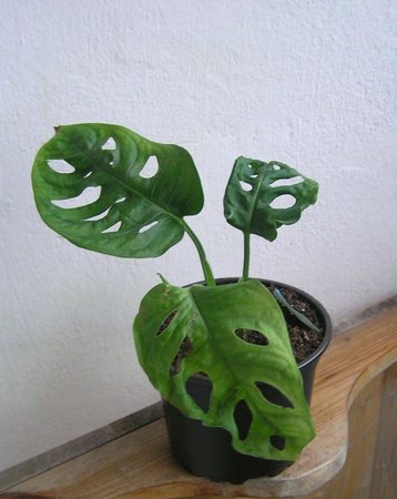 monstera adansonii liscie.jpeg