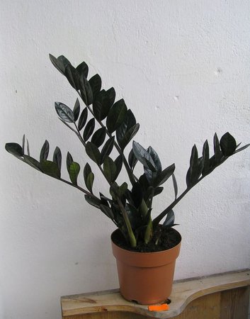 zamioculcas raven -czarnolistny pomarancz 55cm..jpeg