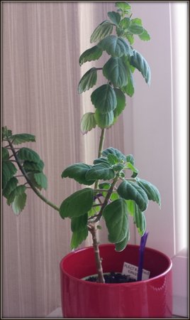 Plectranthus ernstii..jpg