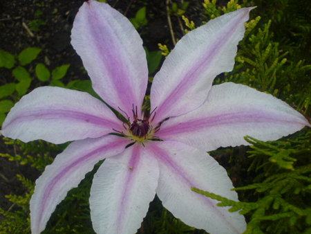 clematis N.JPG