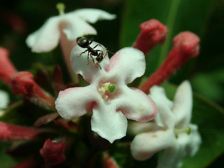 Abelia_mosanensis_2019-05-21_3603.jpg