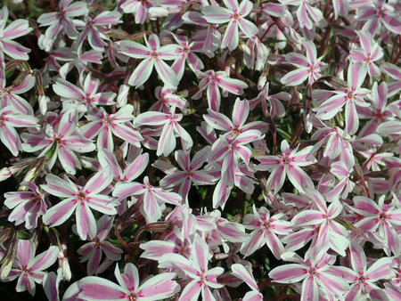 Phlox_subulata_Kimono_Pink-White_2019-05-12_3297.jpg