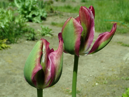 Tulipa_Nightrider_2019-05-12_3158.jpg