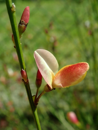 Cytisus_Zeelandia_2019-05-12_3140.jpg