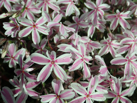 Phlox_subulata_Kimono_Pink-White_2019-05-12_3298.jpg